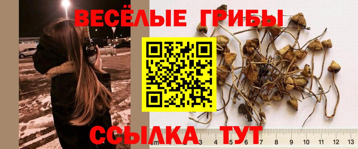 купить наркоту  Вход с VPN  Сокол  Галлюциногенные грибы GOLDEN TEACHER 